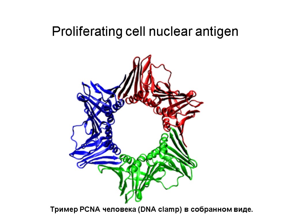 Proliferating cell nuclear antigen Тример PCNA человека (DNA clamp) в собранном виде.